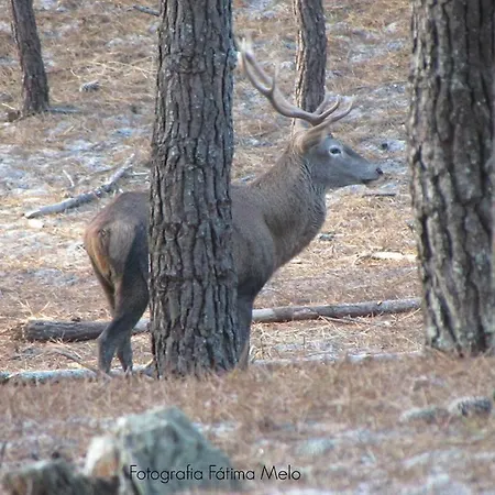 Сasa de vacaciones - The Little Star *
